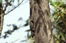 Mauergecko (Tarentola mauritanica mauritanica) am Tempel von Malchittu, Sardinien