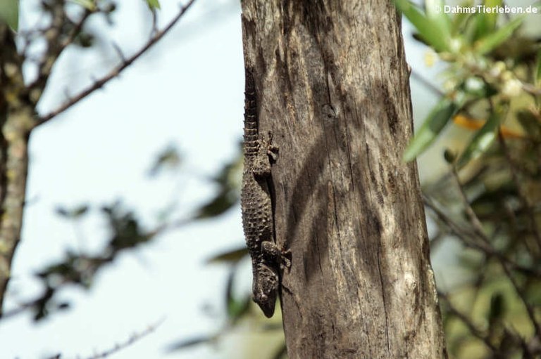 Tarentola mauritanica mauritanica