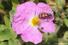 Zottiger Bienenkäfer (Trichodes leucopsideus) auf einer Zistrose (Cistus albidus) im Nordosten Sardiniens