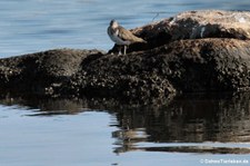 Flussuferläufer (Actitis hypoleucos) in der Lagune von San Teodoro, Sardinien