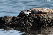 Flussuferläufer (Actitis hypoleucos) in der Lagune von San Teodoro, Sardinien