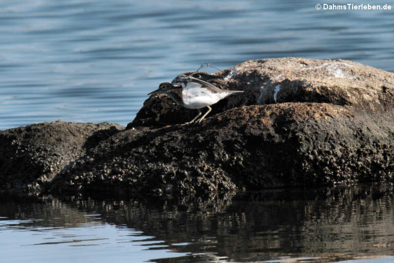 Flussuferläufer (Actitis hypoleucos)