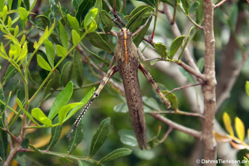 Anacridium aegyptium