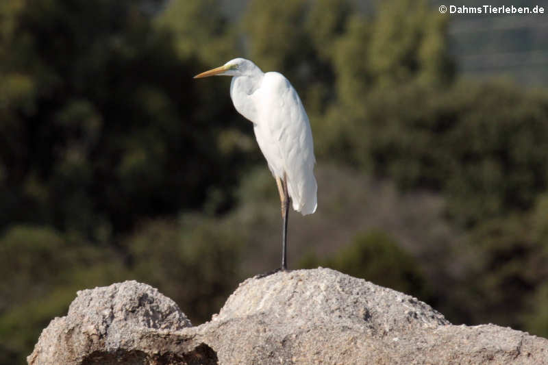 Ardea alba alba-2