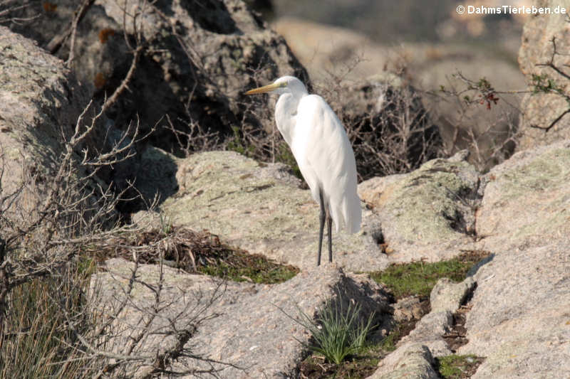 Ardea alba alba