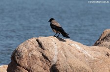 Nebelkrähe (Corvus cornix sharpii) an der Lagune San Teodoro, Sardinien
