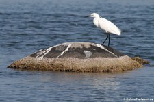 Seidenreiher (Egretta garzetta garzetta) in der Laguna di San Teodoro, Sardinien