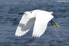 Seidenreiher (Egretta garzetta garzetta) in der Laguna di San Teodoro, Sardinien