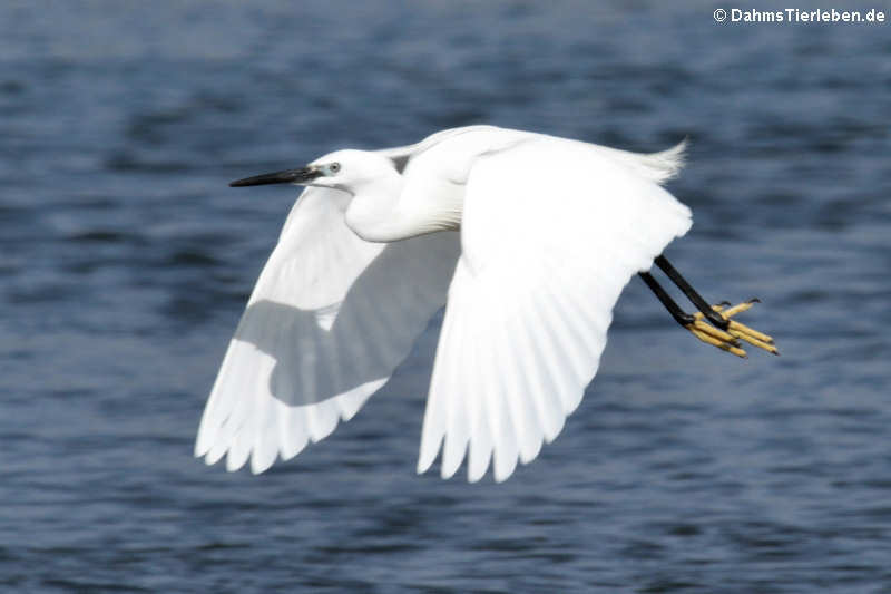 Seidenreiher aus Sardinien (Egretta garzetta garzetta)