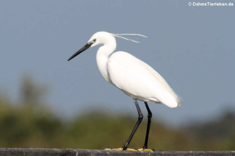 Seidenreiher (Egretta garzetta garzetta)