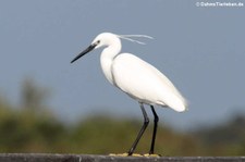 Seidenreiher (Egretta garzetta garzetta) in der Laguna di San Teodoro, Sardinien