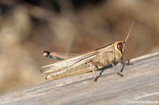 Eyprepocnemis plorans-1