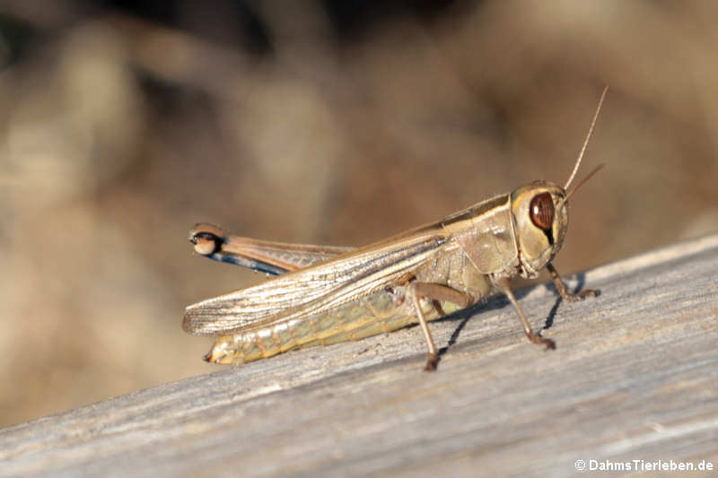 Heuschrecke (Eyprepocnemis plorans)