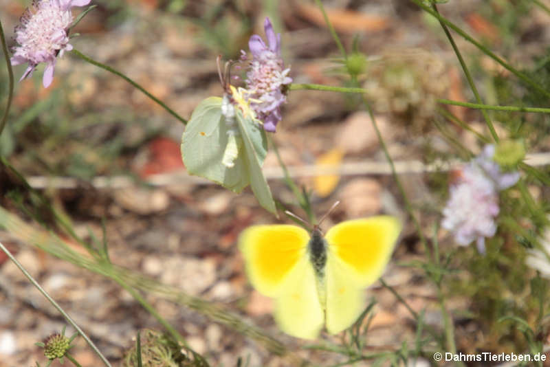 Gonepteryx cleopatra italica Gonepteryx cleopatra italica-2