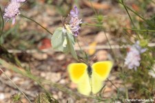 Kleopatra-Falter (Gonepteryx cleopatra italica) in der Lagune von San Teodoro, Sardinien