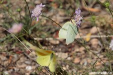 Kleopatra-Falter (Gonepteryx cleopatra italica) in der Lagune von San Teodoro, Sardinien