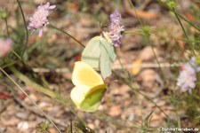 Kleopatra-Falter (Gonepteryx cleopatra italica) in der Lagune von San Teodoro, Sardinien