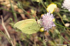 Kleopatra-Falter (Gonepteryx cleopatra italica) in der Lagune von San Teodoro, Sardinien