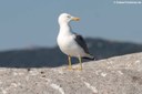 Larus michahellis michahellis