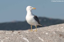 Mittelmeermöwe (Larus michahellis michahellis) in der Lagune von San Teodoro, Sardinien