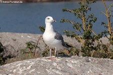 Mittelmeermöwe (Larus michahellis michahellis) in der Lagune von San Teodoro, Sardinien