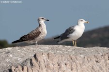 Mittelmeermöwe (Larus michahellis michahellis) in der Lagune von San Teodoro, Sardinien