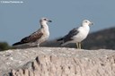 Larus michahellis michahellis