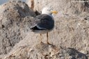 Larus michahellis michahellis