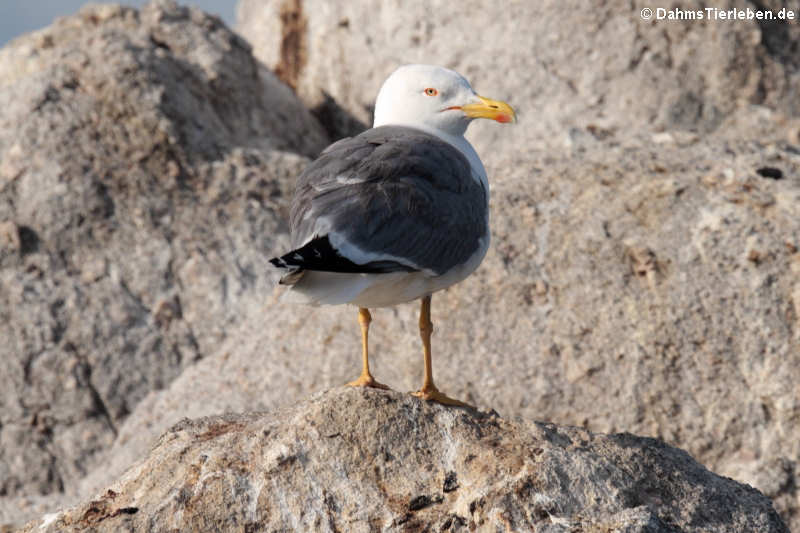 Larus michahellis michahellis