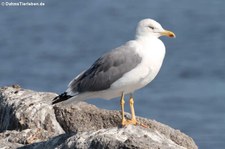 Mittelmeermöwe (Larus michahellis michahellis) in der Lagune von San Teodoro, Sardinien