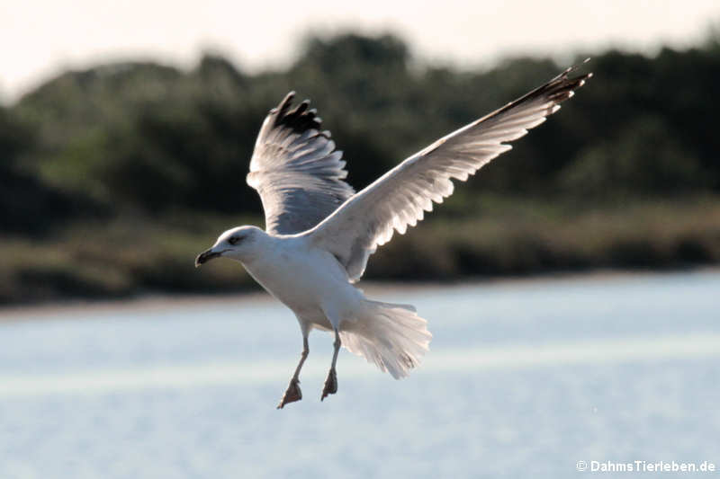 Mittelmeermöwe (Larus michahellis)