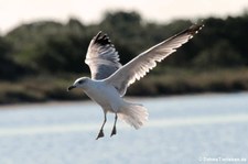 Mittelmeermöwe (Larus michahellis michahellis) in der Lagune von San Teodoro, Sardinien