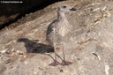 Larus michahellis michahellis