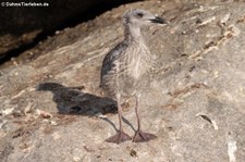 Mittelmeermöwe (Larus michahellis michahellis) in der Lagune von San Teodoro, Sardinien