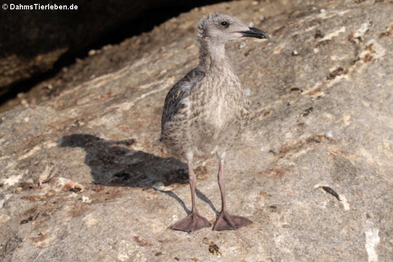 Larus michahellis michahellis