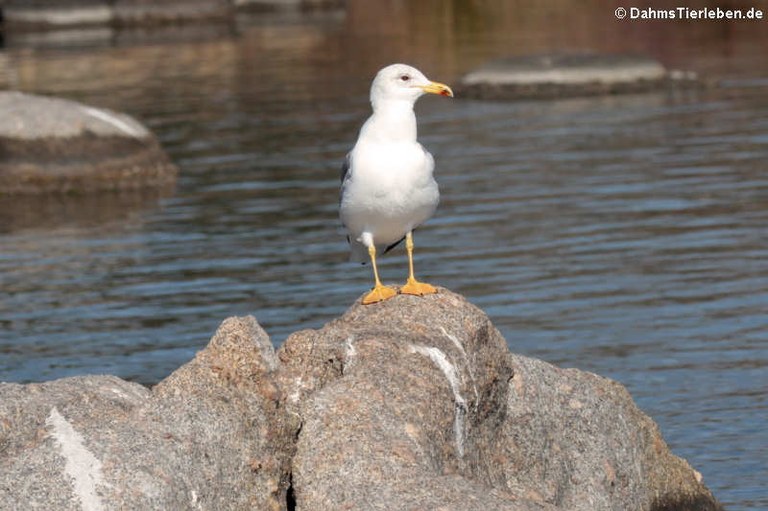 Larus michahellis michahellis