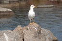 Larus michahellis michahellis