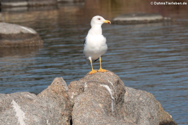 Larus michahellis michahellis