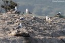 Larus michahellis michahellis