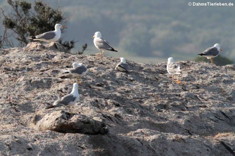 Junge Mittelmeermöwen (Larus michahellis)