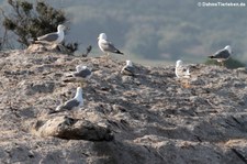 Mittelmeermöwe (Larus michahellis michahellis) in der Lagune von San Teodoro, Sardinien