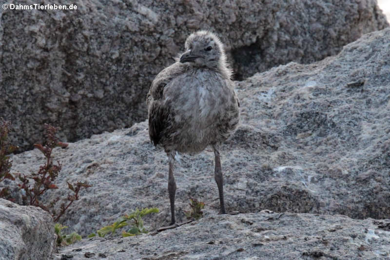 Junge Mittelmeermöwe, perfekt getarnt (Larus michahellis)