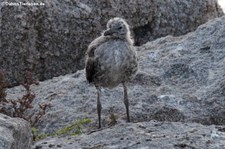 Mittelmeermöwe (Larus michahellis michahellis) in der Lagune von San Teodoro, Sardinien