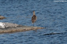 Brachvogel (Numenius arquata) in der Lagune von San Teodoro, Sardinien