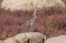 Brachvogel (Numenius arquata) in der Lagune von San Teodoro, Sardinien