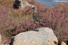 Brachvogel (Numenius arquata) in der Lagune von San Teodoro, Sardinien