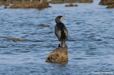 Großer Kormoran (Phalacrocorax carbo sinensis) in San Teodoro, Sardinien