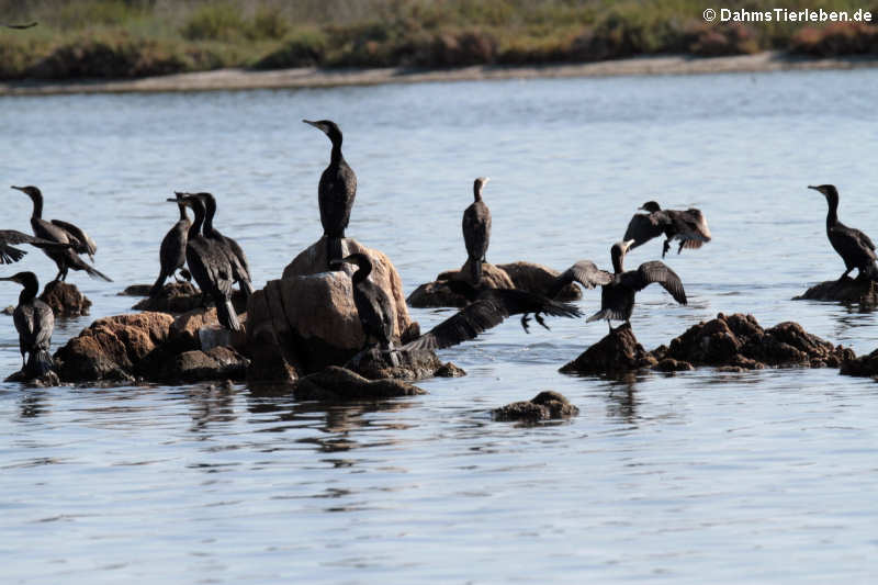 Kormorane (Phalacrocorax carbo sinensis)