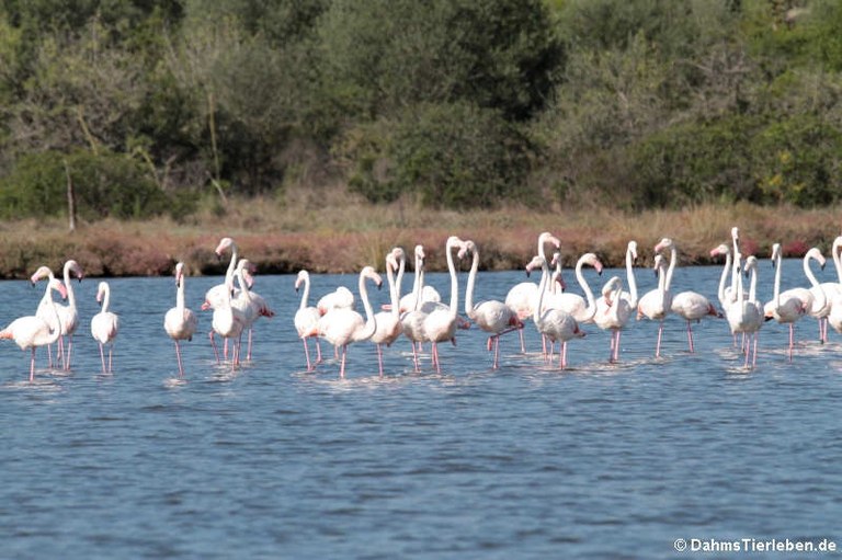 Phoenicopterus roseus