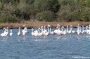 Phoenicopterus roseus